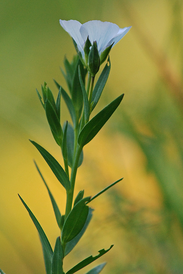 Linum bienne (Malpighiales - Linaceae)